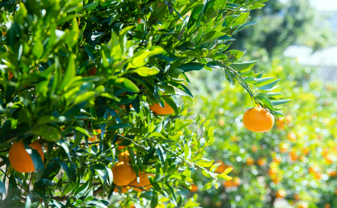 citrus 柑橘